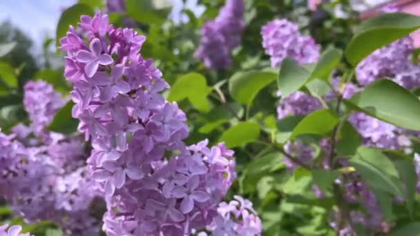 Mooie Lila Bloei Close Borstel Van Seringen Wind Lilac Bloemen — Stockvideo