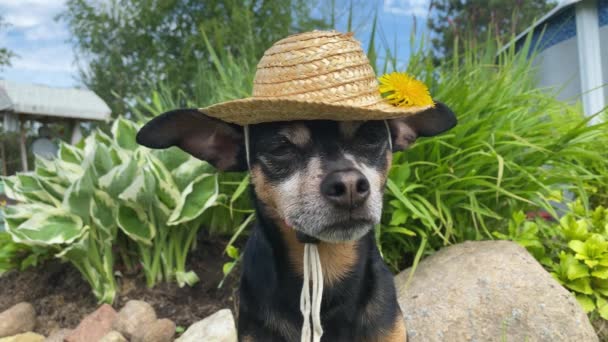 犬面白い農家 花壇によって夏のわら帽子のかわいい犬は カメラを見て 夏の日を楽しんでいます 市外の春と夏に自然界の動物 — ストック動画