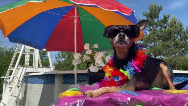 サングラスとフラワーネックレスのスタイリッシュな犬は 花のプールのそばの傘の下で太陽の下でリラックスしています ペットは夏の日 笑顔を楽しんで カメラを見て — ストック動画