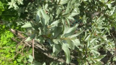 Dikey format videosu. Yakından yeşil çalılık. Bahar teması, yaz, yeşil arkaplan