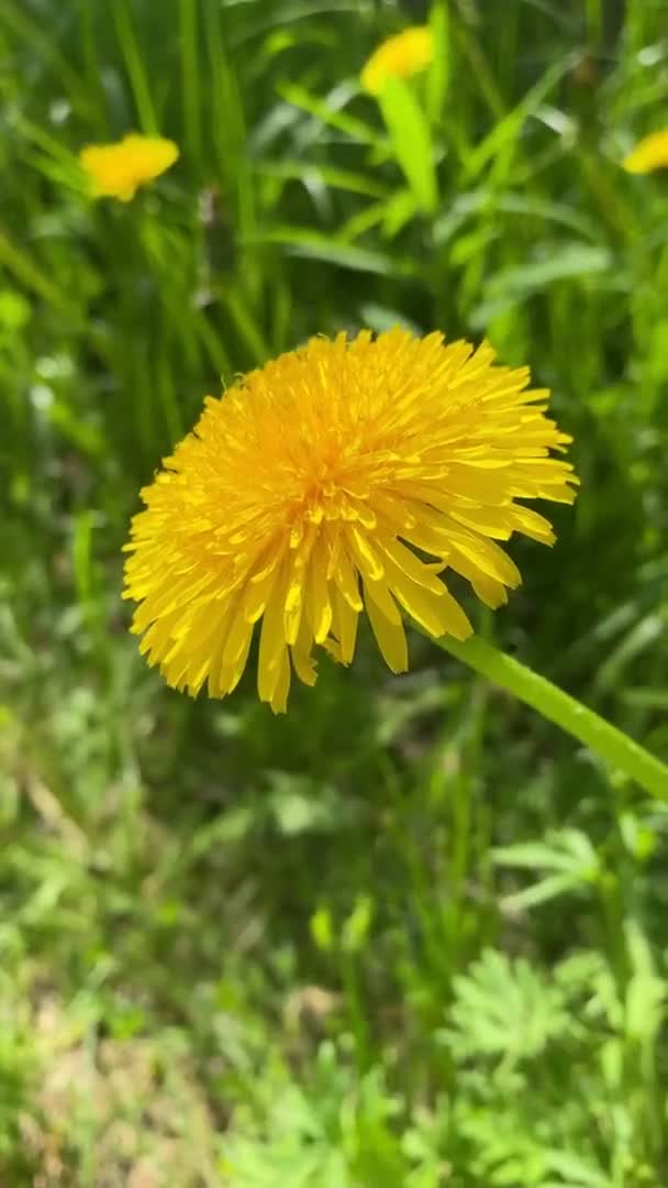 Vídeo Formato Vertical Amarelo Dente Leão Ensolarado Grama Verde Close — Vídeo de Stock