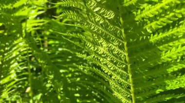 Büyük yeşil eğreltiotu yaprakları. Doğal, güzel bir arka plan, sıçrama. Hosta - peyzaj parkı ve bahçe tasarımı için süs bitkisi. 