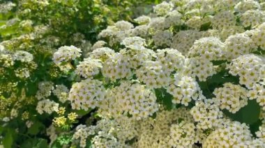 Beyaz Spiraea Meadowsweets çalısı çiçek açmış. Alman çayır tatlısından tomurcuklar ve beyaz çiçekler. Küçük beyaz çiçeklerle narin arkaplan
