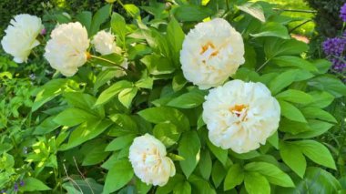 Güzel kaymak gibi beyaz şakayıklar, tomurcuklanan çiçekler rüzgarda sallanıyor..