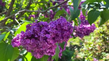 Çiçek açan güzel leylak, rüzgarda savrulan leylaklar, arka planda leylak demeti.