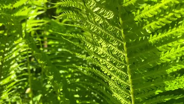 Große Grüne Blätter Der Farnpflanze Aus Nächster Nähe Natürliche Schöne — Stockvideo