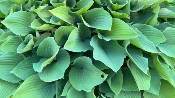 Grandes Folhas Verdes Planta Hosta Fechar Fundo Bonito Natural Respingo — Vídeo de Stock