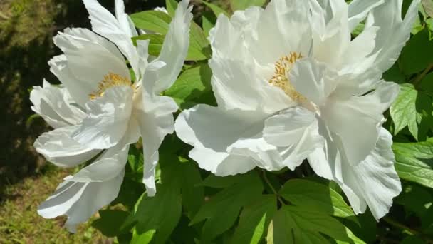 Prachtige Struik Van Romige Witte Pioenrozen Bloeiende Knoppen Bloemen Zwaaiend — Stockvideo