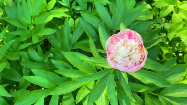 Delicate Pink Peony Bud Background Green Foliage Natural Beautiful Background — Stock Video