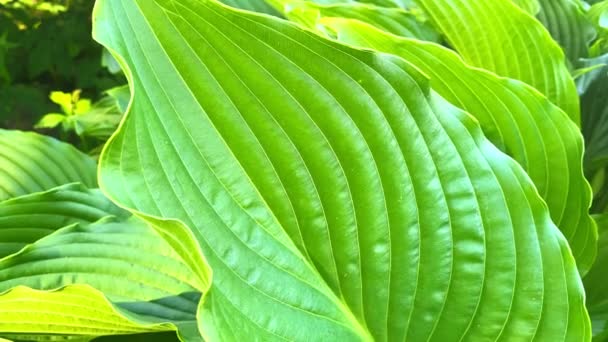 ホスタ植物の大きな緑の葉が閉じます 自然の美しい背景 スプラッシュ ホスタ 造園公園と庭園設計のための観賞植物 — ストック動画