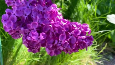 Çiçek açan güzel leylak, rüzgarda savrulan leylaklar, arka planda leylak demeti.