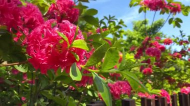 Rhododendron Anavatanı - pembe çiçekli çalı. Yaz dönemi. Güneşli bir günde güzel pembe çiçekler çalı