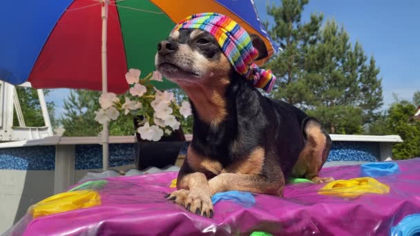 Snygg Hund Avkopplande Solen Ett Paraply Vid Poolen Blommor Sällskapsdjur — Stockvideo