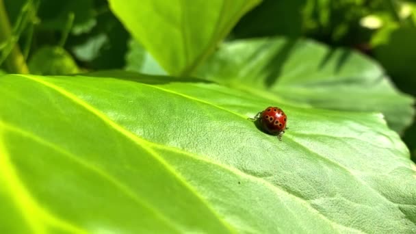 Joaninha Uma Grande Folha Verde Limpa Suas Patas Foge Para — Vídeo de Stock