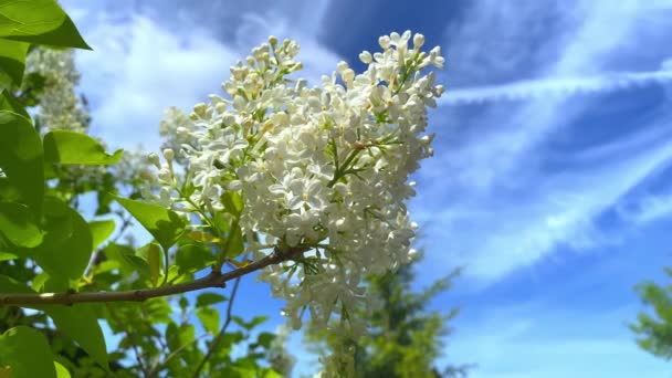 Belo Lilás Branco Flor Contra Céu Azul Flores Lilac Fundo — Vídeo de Stock
