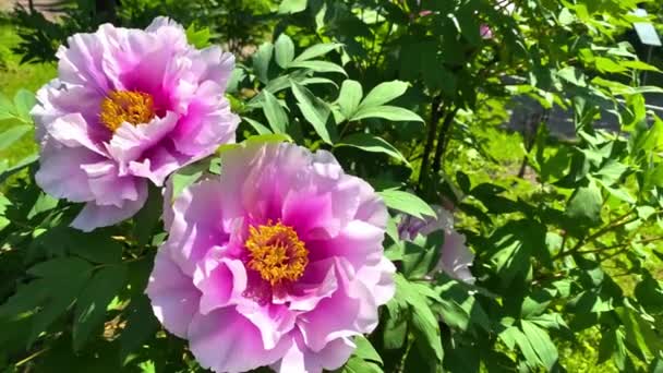 Große Rosa Pfingstrosen Aus Nächster Nähe Riesige Blütenblätter Entwickeln Sich — Stockvideo