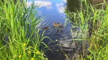 Güneşli bir yaz gününde küçük ördek yavrularıyla gölde ördek