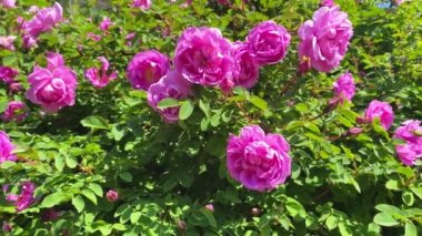 Hassas pembe gül kalçası yakın plan, çiçekler rüzgarda sallanıyor, yavaş çekim. Doğal, güzel bir arka plan, sıçrama. Metin için boşluk 