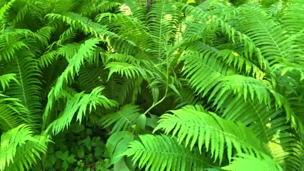 Stora Gröna Blad Ormbunksväxter Nära Håll Naturlig Vacker Bakgrund Stänk — Stockvideo