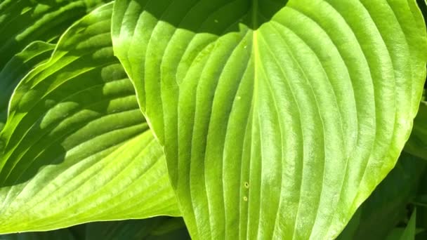 Large Green Leaves Hosta Plant Close Natural Beautiful Background Splash — Stock Video