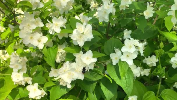 Delikatne Białe Kwiaty Jaśminu Bliska Kwiaty Kołyszą Się Wietrze Zwolnione — Wideo stockowe