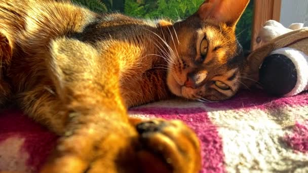 Die Wunderschöne Abessinische Katze Liegt Auf Einer Decke Schläft Und — Stockvideo