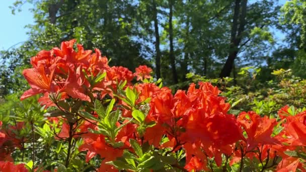 Narancs Rhododendron Japonicum Kertben Közelkép Nyári Háttér Gyönyörű Narancs Virágok — Stock videók