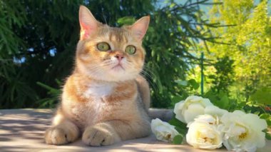 Altın çinçilya renginde İngiliz dişi kedi elinde buketle kameraya bakar. Evcil hayvanın olduğu bir video kartı.
