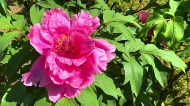 Büyük pembe şakayık yakın plan, rüzgarda büyük taç yaprakları gelişiyor, yavaş çekim. Doğal güzel arka plan, sıçrama