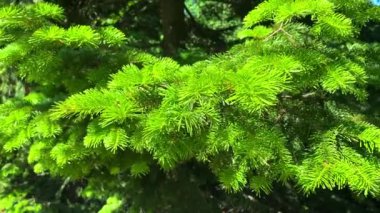 Genç ve yeşil iğne dalları ladin üzerinde belirdi. Dallar yavaşça rüzgarda sallanıyor.