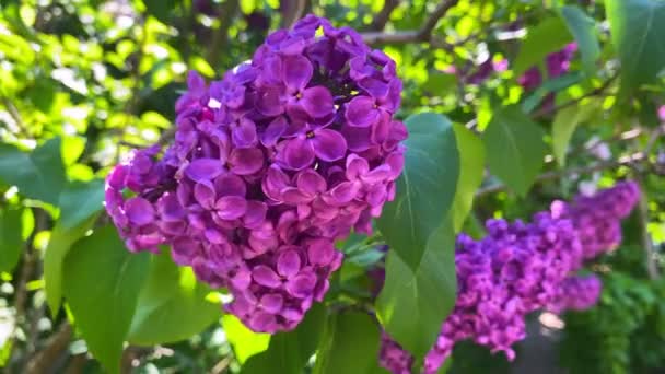 Krásný Šeřík Květu Zblízka Kartáč Šeříky Větru Lilac Květiny Parta — Stock video
