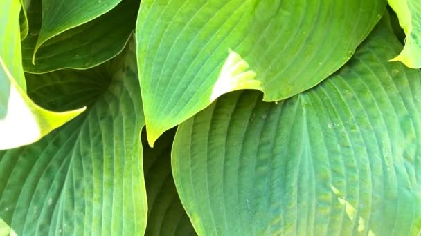 大绿叶的赫斯塔植物关闭 自然美丽的背景 Hosta 一种观赏植物 用于园林绿化和园林设计 — 图库视频影像