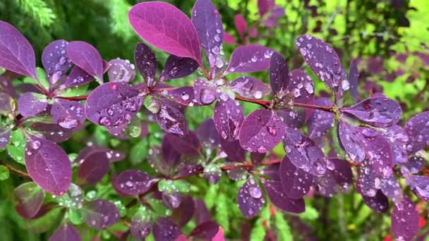 美しい自然の背景 葉に露が落ち 紫と緑の色調 雨の後に紫色の大麦の葉 — ストック動画
