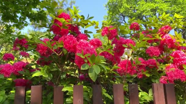 シャクナゲのホームブッシュ ピンクの開花低木 夏の背景 晴れた日に美しいピンクの花の茂み — ストック動画