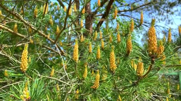 Young Shoots Pine Branches Spring Season Summer Young Cone Forming — Stock Video