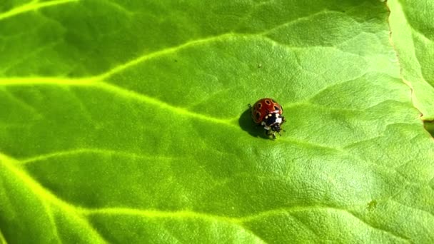 Coccinella Una Grande Foglia Verde Pulisce Zampe — Video Stock