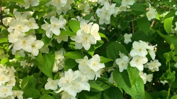 Delicadas Flores Jazmín Blanco Cerca Flores Balancean Viento Cámara Lenta — Vídeo de stock