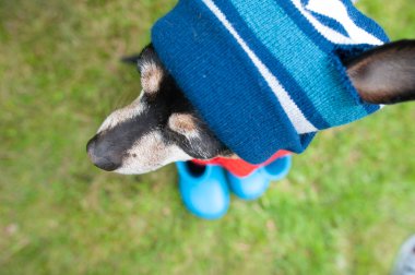 Şapka ve eşarp takmış komik bir köpek, lastik botlar, kötü havalarda köpekler için kıyafetler. Metin için boşluk