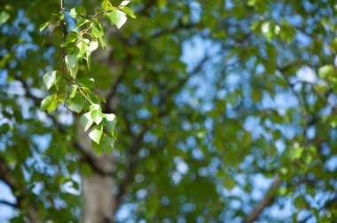 Genç huş ağaçları güneş ışığında dallanır. Bahar yeşili arka plan. Sulu yeşiller