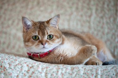 Altın çinçilya renginde İngiliz dişi kedi oturma pozisyonunda 