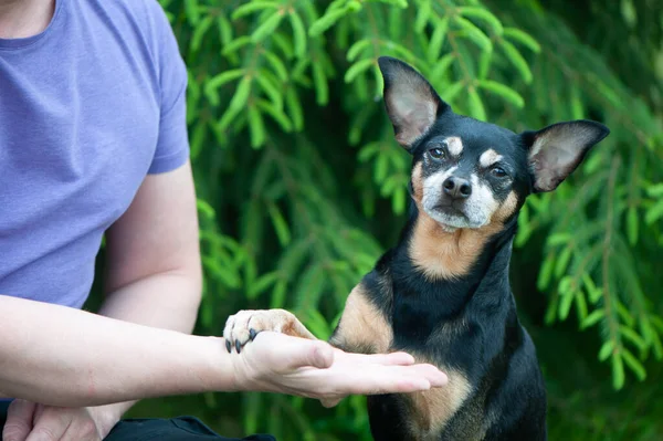 Dog Playing Man Concept Friendship Love People Dogs — Stock Photo, Image