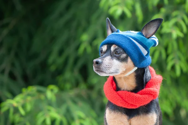 Funny Dog Hat Scarf Clothes Dogs Bad Weather Space Text — Stock Photo, Image