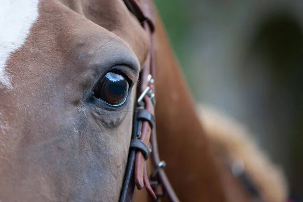 Horse Eye Close Portrét Červeného Sedlového Koně — Stock fotografie