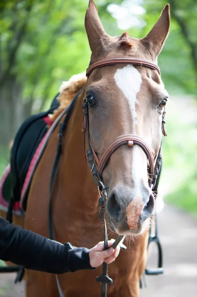 Vyzbrojený Kůň Veden Otěžemi Podél Silnice Krásný Zrzavý Kůň Portrét — Stock fotografie