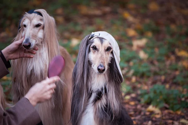 Dogs Afghan Hounds Teenagers Rappers Dressed Stylish Caps Concept Youth — Stock Photo, Image