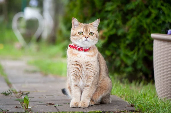 Βρετανική Θηλυκή Γάτα Του Χρυσού Chinchilla Χρώμα Κάθεται Ένα Δρόμο — Φωτογραφία Αρχείου