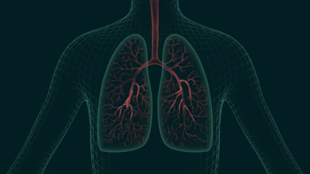 医療用3Dアニメーション 咳や肺炎の広告のための医学 吸入のための薬やエアロゾル滴の小さな粒子の作用の後に病気の人間の肺が治癒します — ストック動画