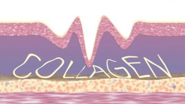 Collagen fibers restoring. Wrinkles removal and skin rejuvenation. 3D animation.