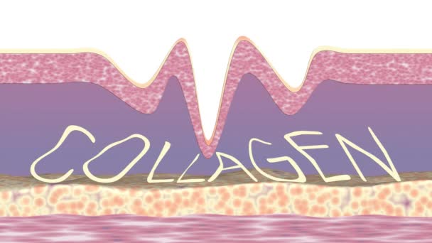 Collagen Fibers Restoring Wrinkles Removal Skin Rejuvenation Animation — стоковое видео