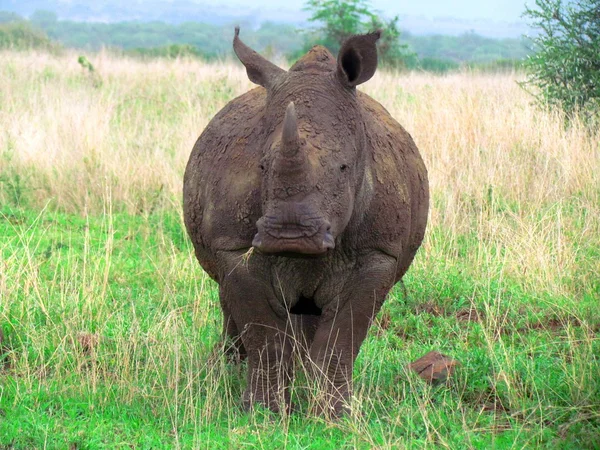 Rhino fangoso — Foto Stock